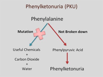 Phenylketonuria (PKU): Phenylalanine > mutation > useful chemicals + carbon dioxide + water. Phenylalanine > not broken down > Phenylpyruvic Acid > Phenylketonuria.