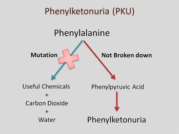 Phenylketonuria (PKU): Phenylalanine > mutation > useful chemicals + carbon dioxide + water. Phenylalanine > not broken down > Phenylpyruvic Acid > Phenylketonuria.