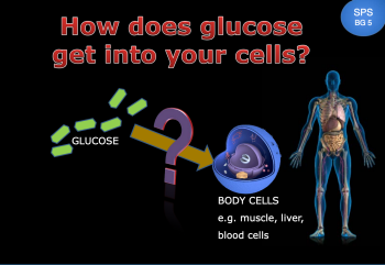 Glucose transport Glucose transport