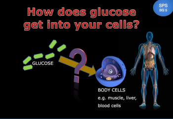 Glucose transport