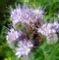 Phacelia-thumbnail