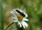 Hoverfly on daisy