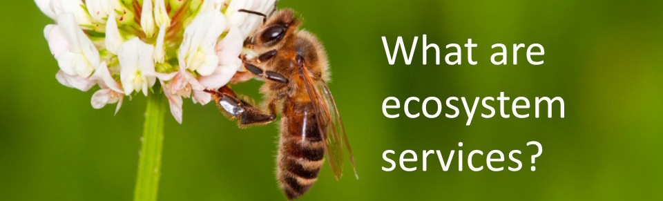 What are ecosystem services