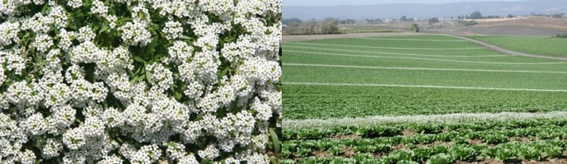 alyssum ecosystem services