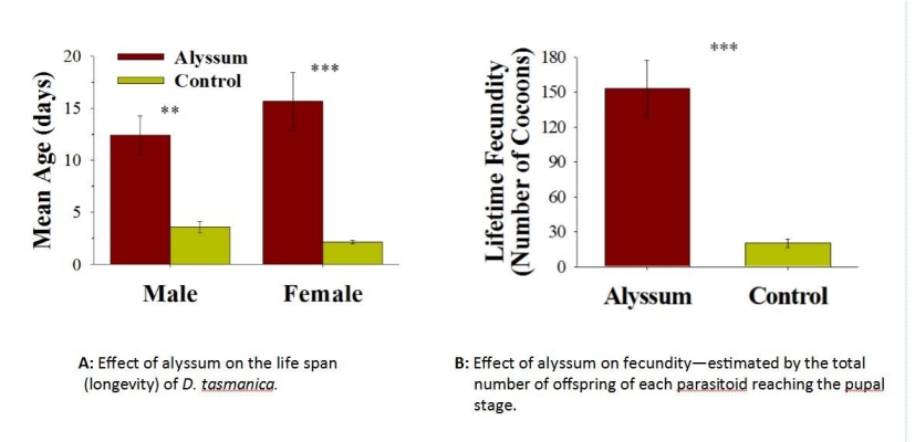 Alyssum results