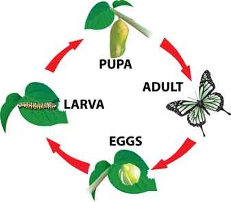Insect-lifecycle-web