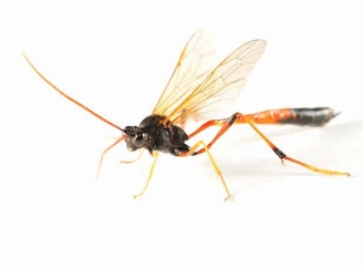 Parasitic-Wasp-TS-116140472-web