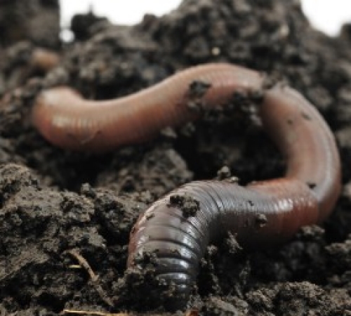 feature-worm-istock