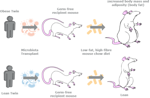 Diagram detailing mouse experiment.