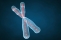 3d Chromosome