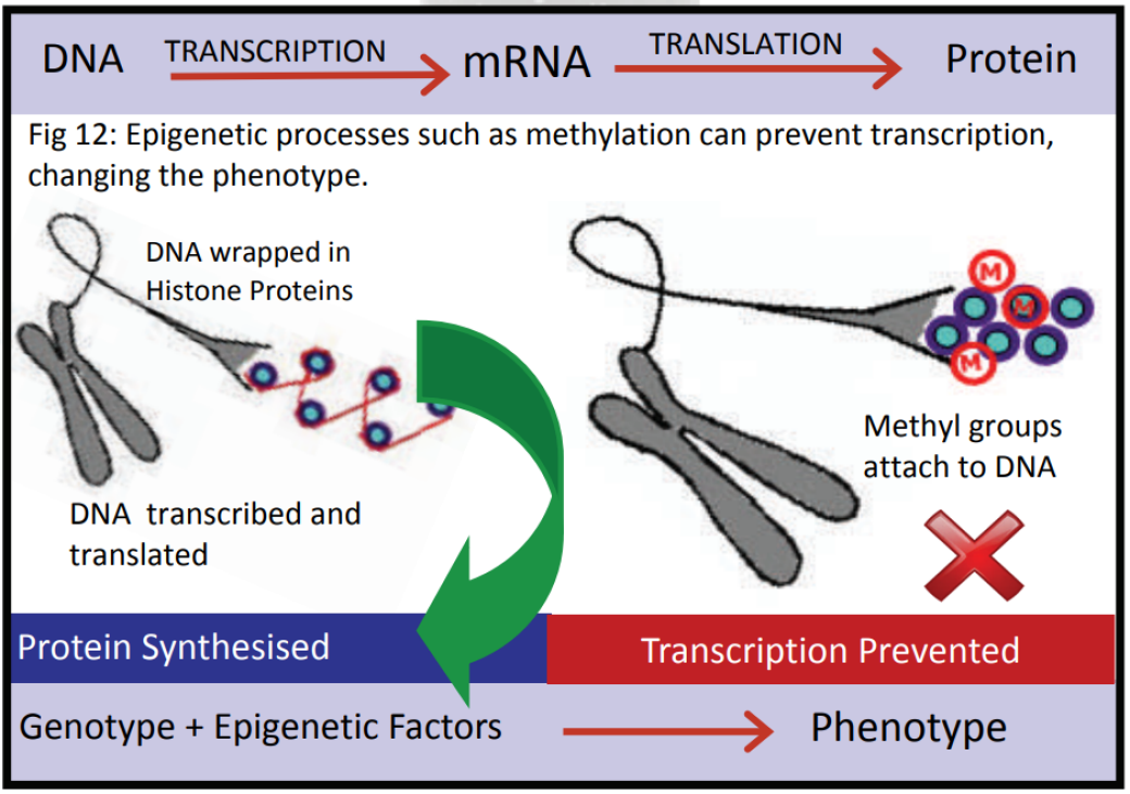 case study on genes