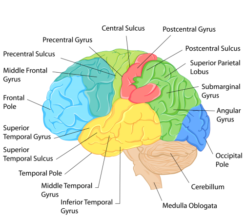 Brain Anatomy iStock_000025580051Illustra