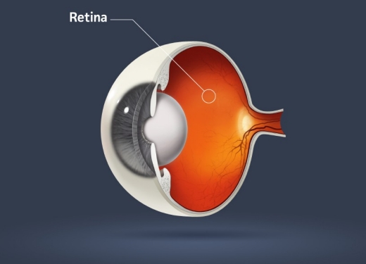 Retina