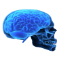 Brain & Skull