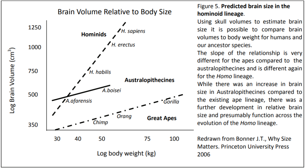 How Big Is a Human Brain? Learn About Brain Size and Brain Weight